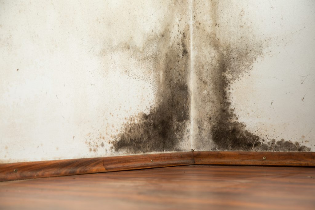 Mold Building on the Wall