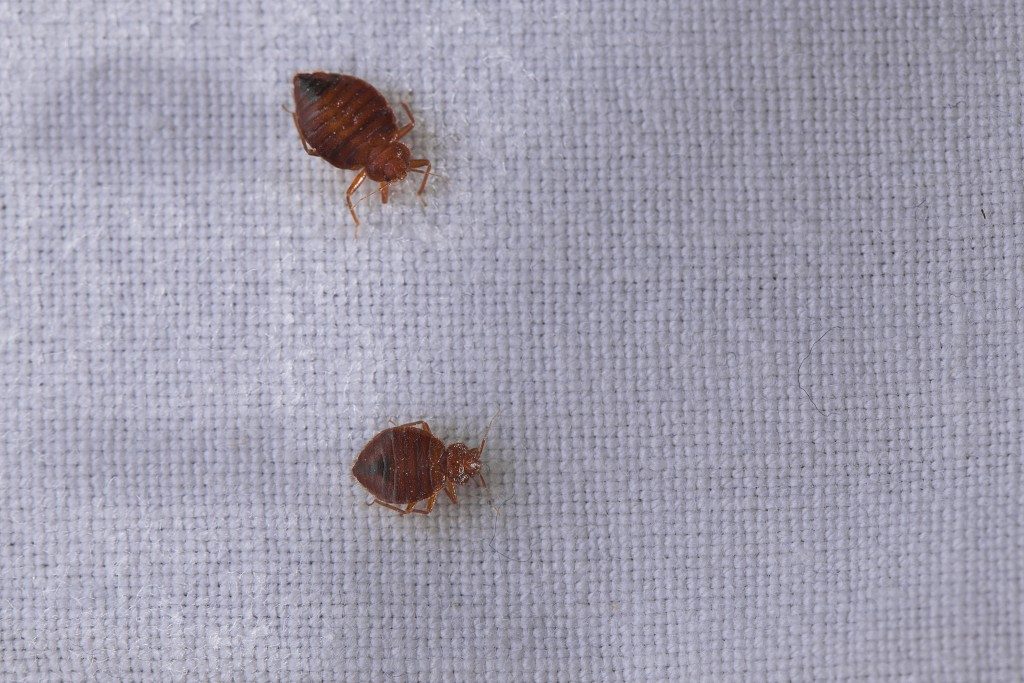 two bed bugs