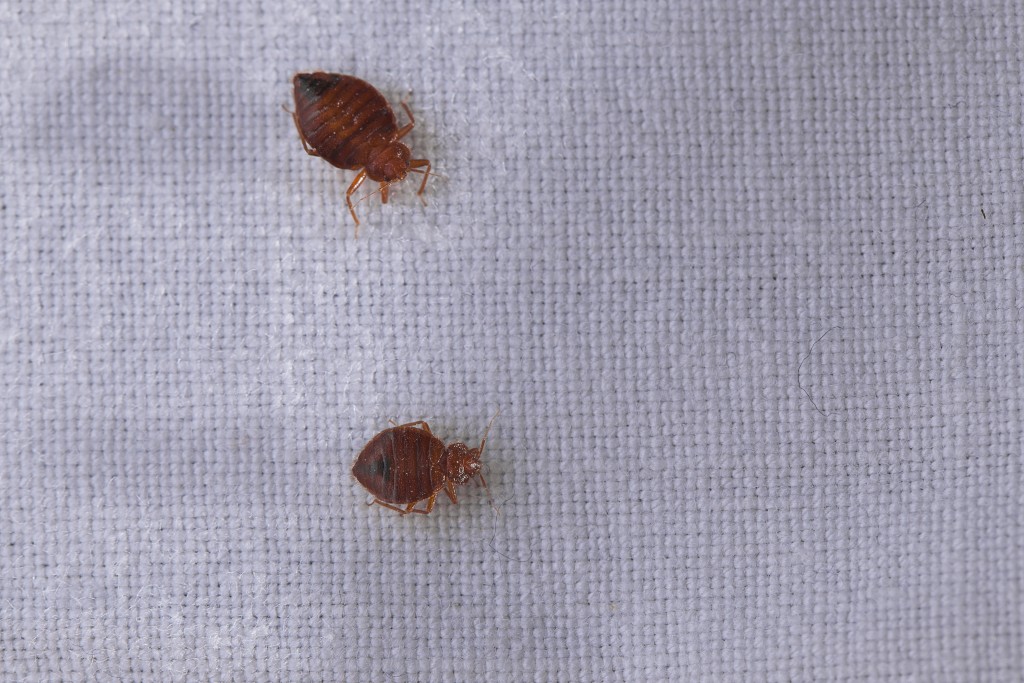Do Bed Bugs Invade Clean Residences? American Environics