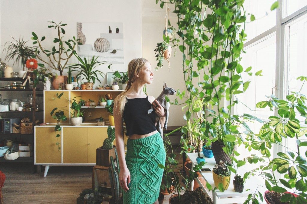 Plants in the office to make it more lively