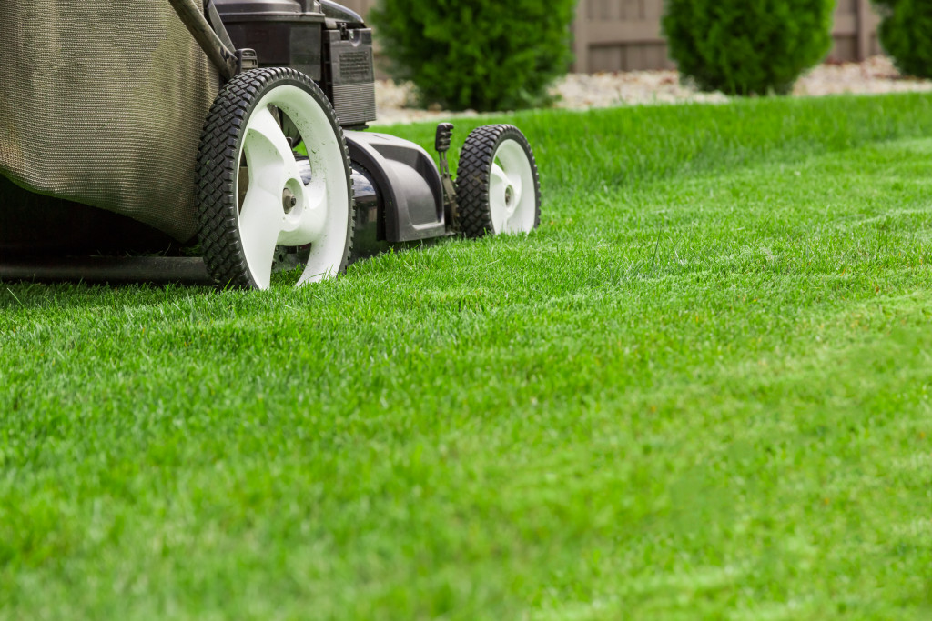 grass